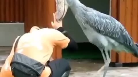 The shoebill stork is a very large stork #shorts #viral #shortsvideo #video