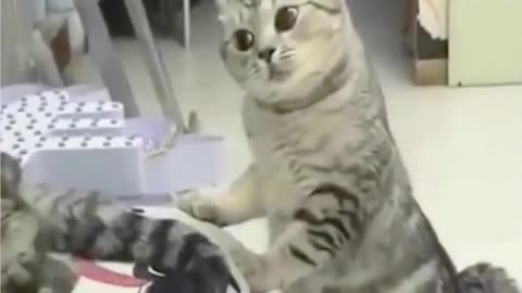 cat singing funny video 😂