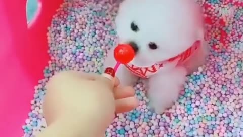 cute and funny dog video