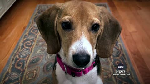 4,000 beagles find their forever families