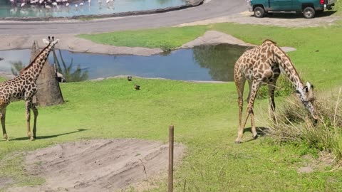 Disney's baby giraffe snacks with mommy