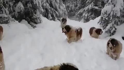 PRETTY DOGS ENJOYING THE SNOW