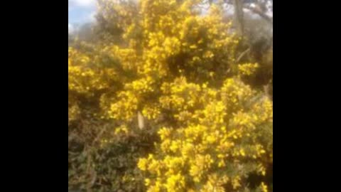 Gorse