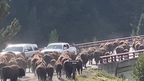 Bison Stampede Across Yellowstone Bridge