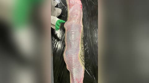 BALLY FULL: Whole Five-Foot Alligator Found Inside Burmese Python