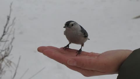 Nuthatch