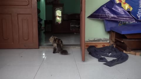 How Cat React When Seeing Stranger 1st Time - Running or Being Friendly 16- - Viral Cat