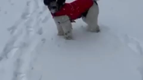 Shitzu walking in snow
