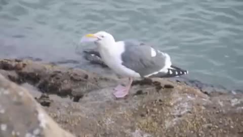 FAIL: Seagull Unable to Swallow Fish