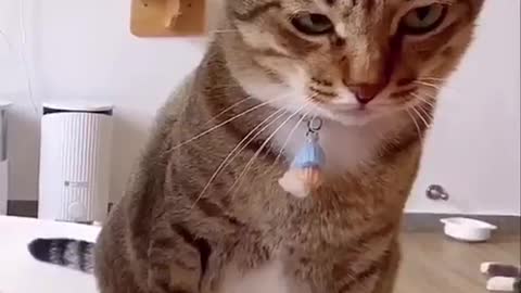 A jealous cat