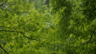 Brazilian Fauna - Forest