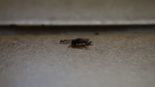 Ants working together to kill a fly