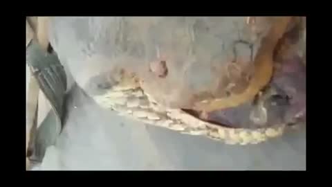Encuentran una Anaconda gigante de 10 metros de largo en una construcción de Brasil