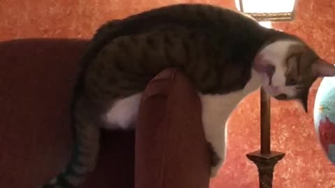 Cat growls at her own tail!