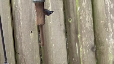 Birds in the snow-see the Townsend's Warbler!