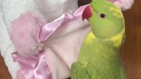 Talking parrot plays peekaboo with toy unicorn