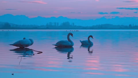 Swan Acts Strange In Moon Night Lake Day