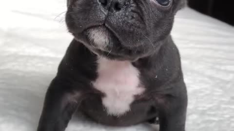 Guta is the cutest puppy 🥹 #shorts #frenchbulldog