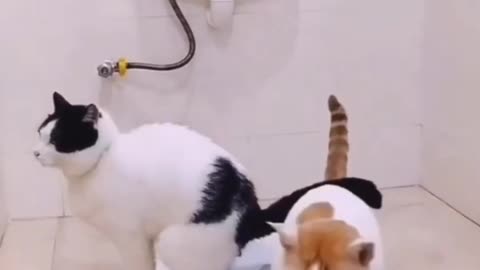 😺🐶 "Hilarious Cats and Dogs Compilation - Non-Stop Laughter!" 😂
