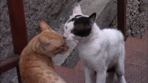 This how cats start a territorial fight..