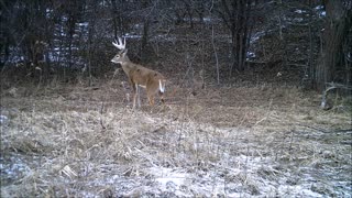 Fred Zeppelin 2022, Monster Buck, Smaller Bucks, Antlerless Bucks.