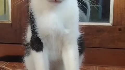 Cute Cat Style Video