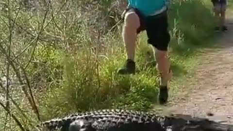 Worrying Moments: Close Gator Encounters