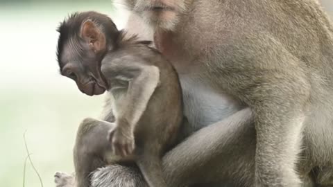 Baby monkey funny video animals 😅😅😅