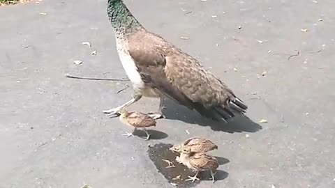 Peacock chicks