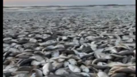 ZOBACZ: Dziesiątki tysięcy martwych ryb znalezionych na plaży w Teksasie. Fałszywe wiadomości mówią,