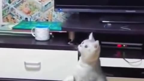 Funny daily life of cats