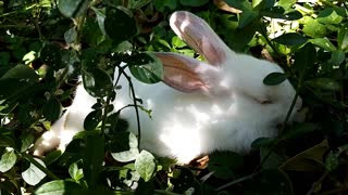 💖🐇Adorable Baby Rabbits; Loving Pets [Part 07]