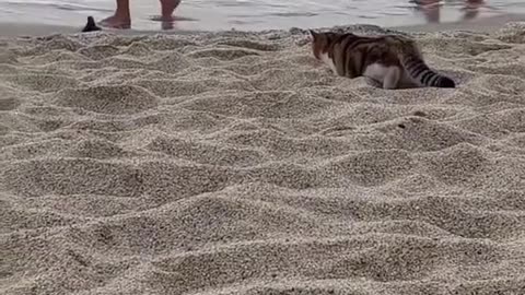 A cat just missed her seagull prey on the beach