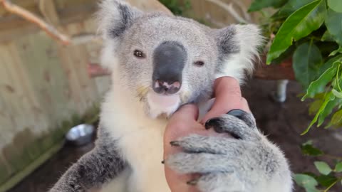 Cutest Koala Compilation Ever