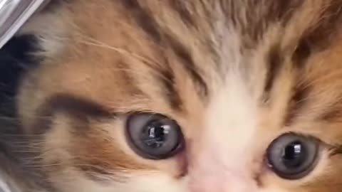 Cute baby cat video #cat #cutecat #babycat #cutebabycat #Cat #Babycat
