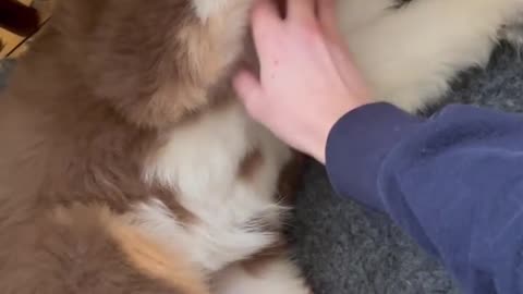 Puppy's ticklish belly