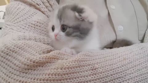 cute kitten videos short leg cat- KimsKennel