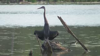 261 Toussaint Wildlife - Oak Harbor Ohio - Great Blue Spreading Wings