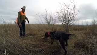 Pheasant Hunting