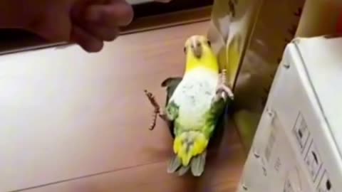 Cute Parrot 🦜 🦜 😍😍😍