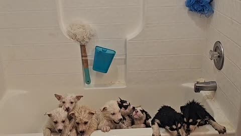 Ten Husky Puppies Take A Bath