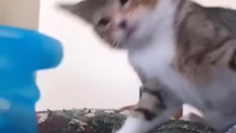 Cats get angry and kill people