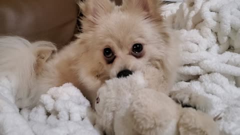 CUTENESS OVERLOAD! Pomeranian puppy cuddles her stuffed animal