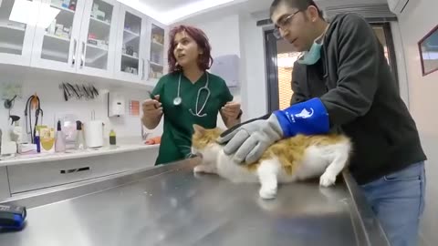 Vet try to Cut Angry Cat_s Nails