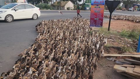Indian flocks of duck