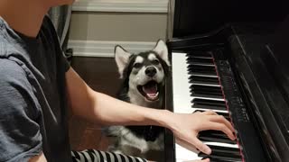 Husky sings along to owner's piano solo