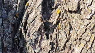 Tapping Silver Maple Trees