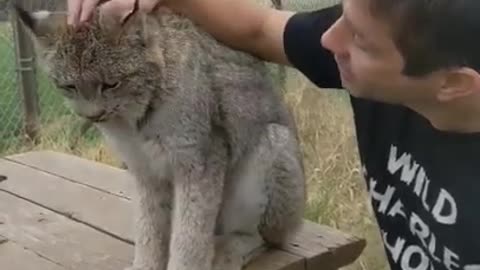 Canada Lynx! #shorts #lynx #shortshelf shortshelf