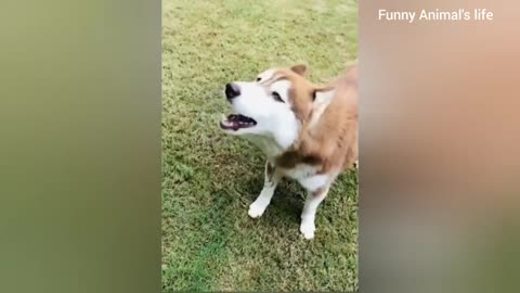 Funniest Animals 2023 😂 Funny Cats and Dogs 🐱🐶 _ Funny Animal Videos 2023.mp4