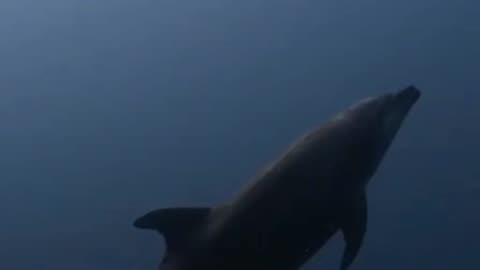 Beautiful dolphin moments today at Roca Partida